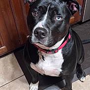 King is registered to the contest to win money with this photo: dog, black_and_white, heterochromia, blue_eye, brown_eye, collar, indoor, kitchen, floor_tile, wooden_cabinet, pet, animal, sitting, looking_up, cute, domestic, companion, ears, nose, paw