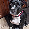 dog, black_and_white, heterochromia, blue_eye, brown_eye, collar, indoor, kitchen, floor_tile, wooden_cabinet, pet, animal, sitting, looking_up, cute, domestic, companion, ears, nose, paw