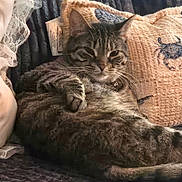 Molly joined the competition — help win amazing prizes! blanket, cat, collar, cozy, cushion, feline, fur, home_interior, indoor, lounging, paw, pet, pillow, portrait, relaxed, sleepy, sofa, tabby_cat, textured, whiskers