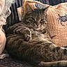 blanket, cat, collar, cozy, cushion, feline, fur, home_interior, indoor, lounging, paw, pet, pillow, portrait, relaxed, sleepy, sofa, tabby_cat, textured, whiskers