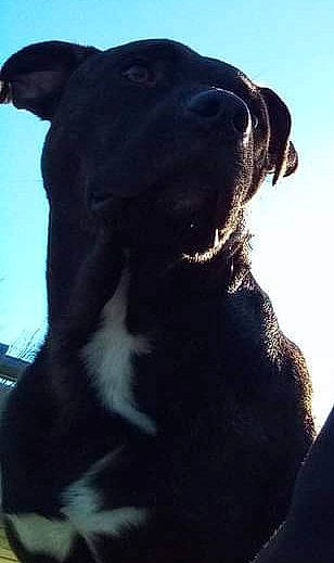 Pup Pup is registered to the contest to win money with this photo: borador, canidae, carnivore, collar, companion_dog, dog, dog_breed, dog_collar, electric_blue, fawn, fur, gun_dog, pet_supply, retriever, sky, snout, sporting_group, terrestrial_animal, whiskers, working_animal