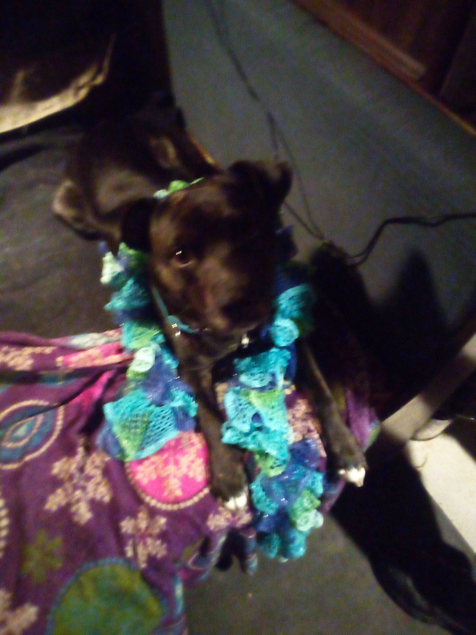 Pup Pup is registered to the contest to win money with this photo: carnivore, collar, companion_dog, dog, dog_breed, dog_clothes, dog_collar, dog_supply, ear, fawn, felidae, leash, liver, pet_supply, snout, sporting_group, terrier, toy_dog, whiskers, working_animal