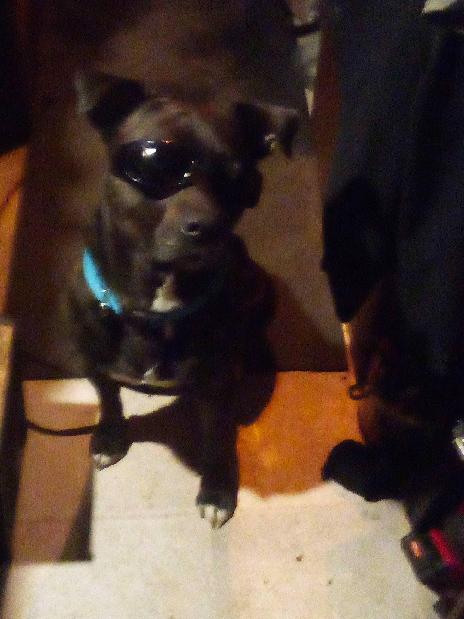 Pup Pup is registered to the contest to win money with this photo: canidae, carnivore, companion_dog, dog, dog_breed, ear, fawn, fur, guard_dog, liver, non_sporting_group, snout, sporting_group, toy_dog, whiskers, working_animal, working_dog