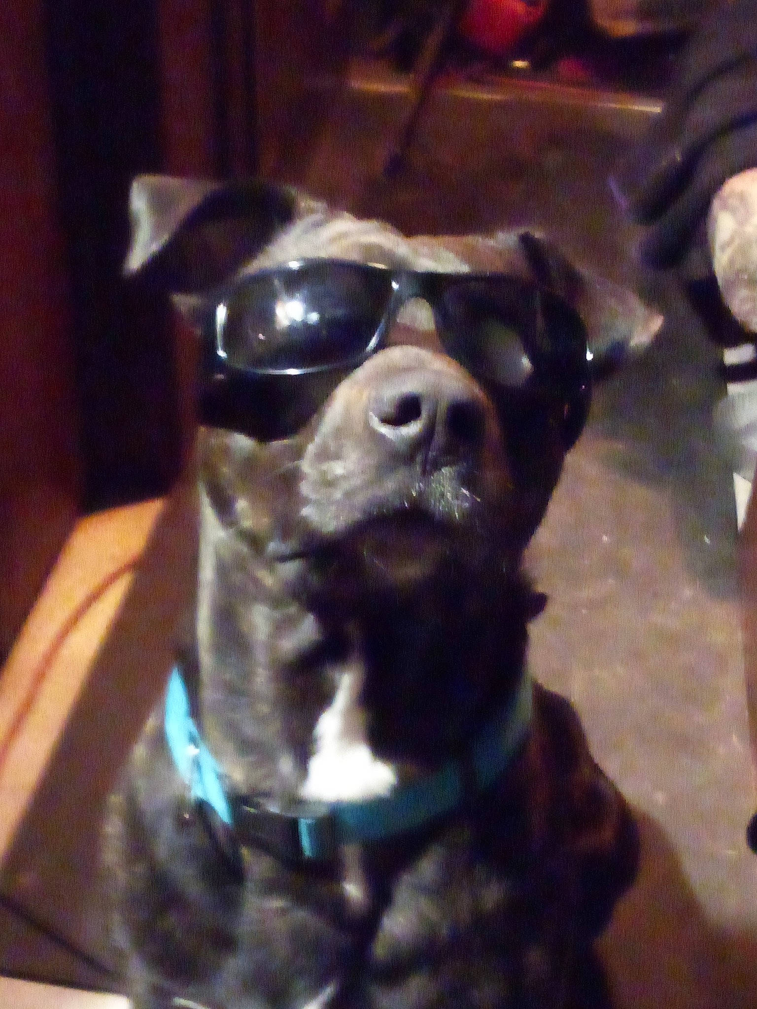 Pup Pup is registered to the contest to win money with this photo: carnivore, collar, companion_dog, dog, dog_breed, dog_collar, electric_blue, eyewear, fashion_accessory, fawn, fur, goggles, personal_protective_equipment, pet_supply, snout, sporting_group, sunglasses, vision_care, whiskers, working_animal