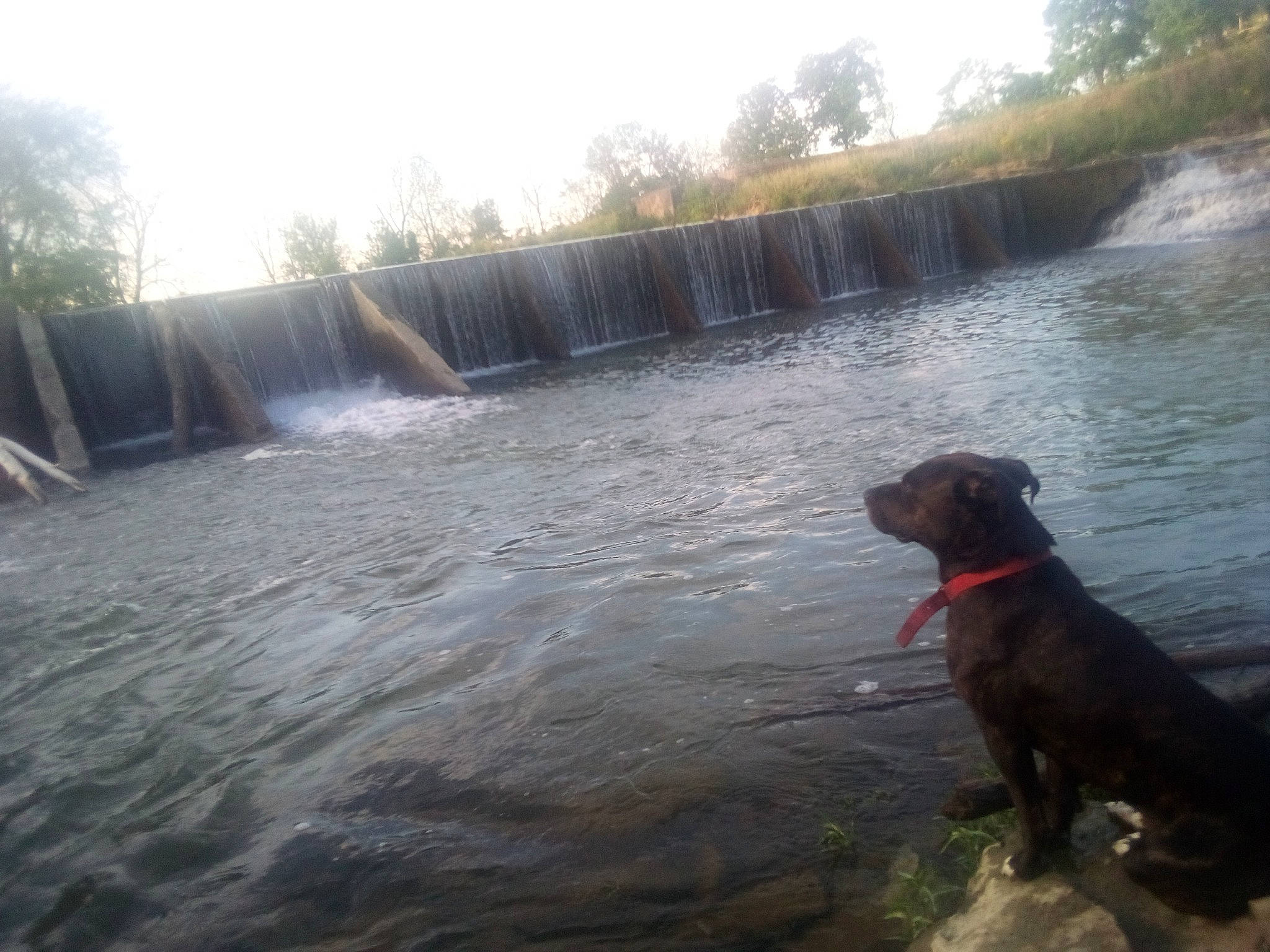 Pup Pup joined the competition — help win amazing prizes! bank, carnivore, cloud, collar, dog, dog_breed, dog_collar, lake, landscape, natural_landscape, plant, reservoir, sky, sporting_group, tail, tree, water, water_resources, watercourse, working_animal