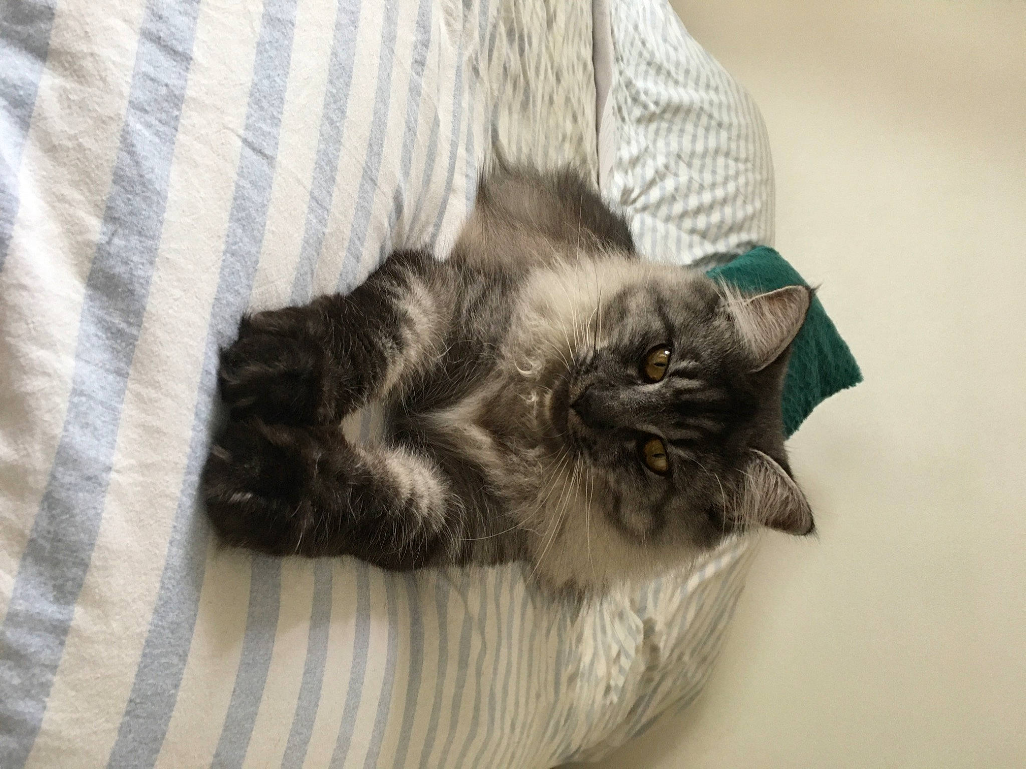 Rkya a rejoint le concours — aidez-le/la à gagner de superbes lots ! carnivore, cat, claw, comfort, domestic_short_haired_cat, felidae, fur, grey, linens, nap, paw, sleep, small_to_medium_sized_cats, tail, whiskers