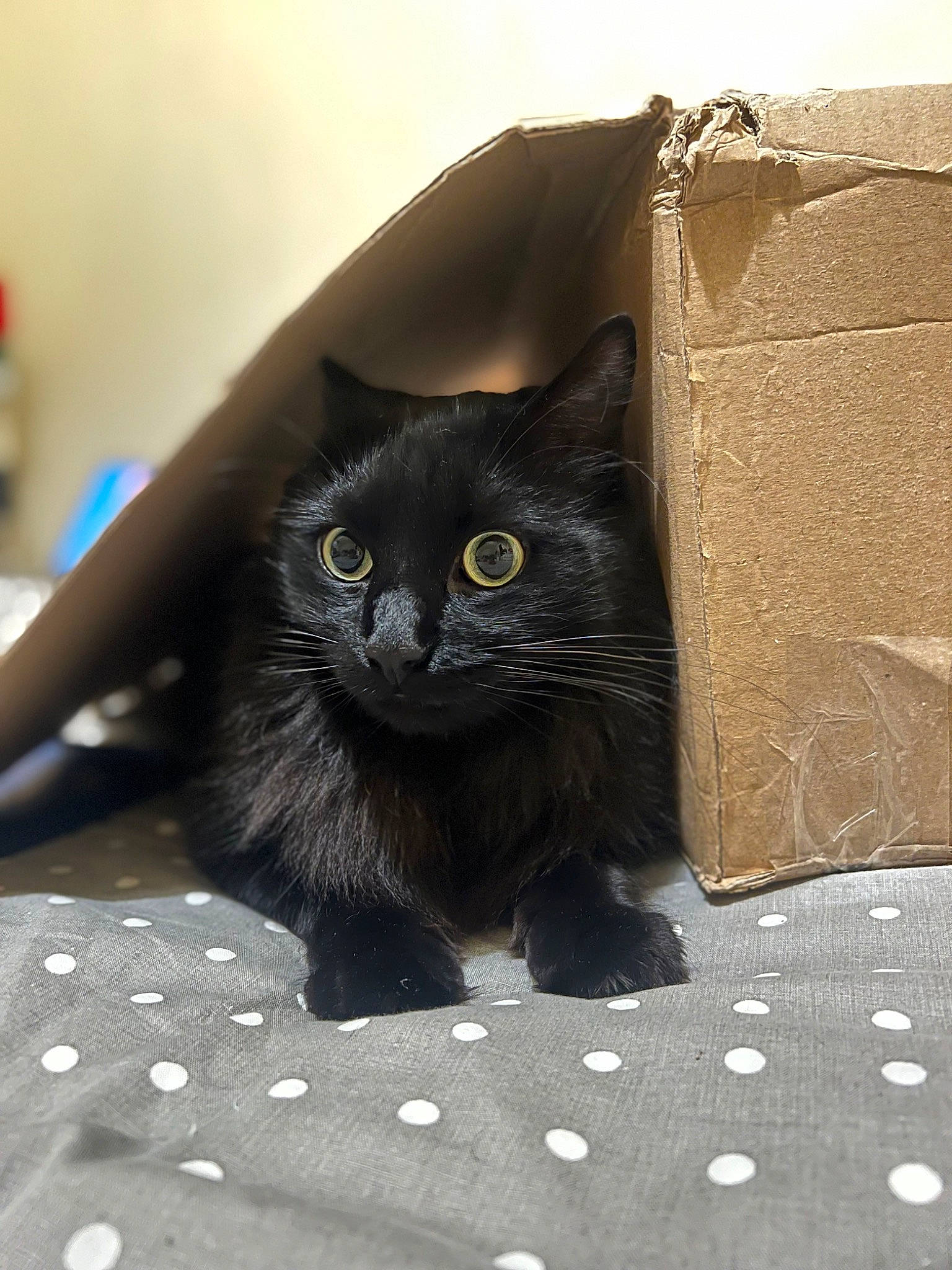 Doudou a rejoint le concours — aidez-le/la à gagner de superbes lots ! black_cat, bombay, carnivore, cat, claw, domestic_short_haired_cat, felidae, floor, flooring, fur, grey, packaging_and_labeling, pattern, sitting, small_to_medium_sized_cats, snout, tail, terrestrial_animal, whiskers, window