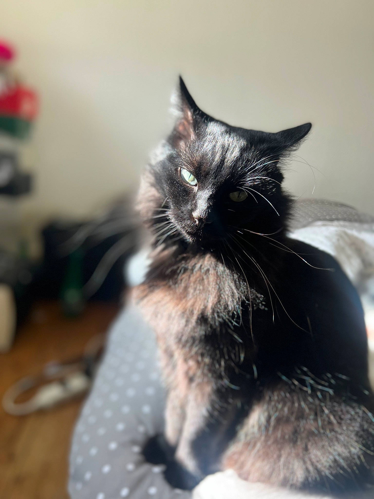 Doudou participe au concours pour gagner de l'argent avec cette photo : black_cat, carnivore, cat, claw, cloud, domestic_short_haired_cat, ear, eye, felidae, fur, grey, monochrome_photography, paw, sitting, small_to_medium_sized_cats, snout, tail, tree, whiskers, window