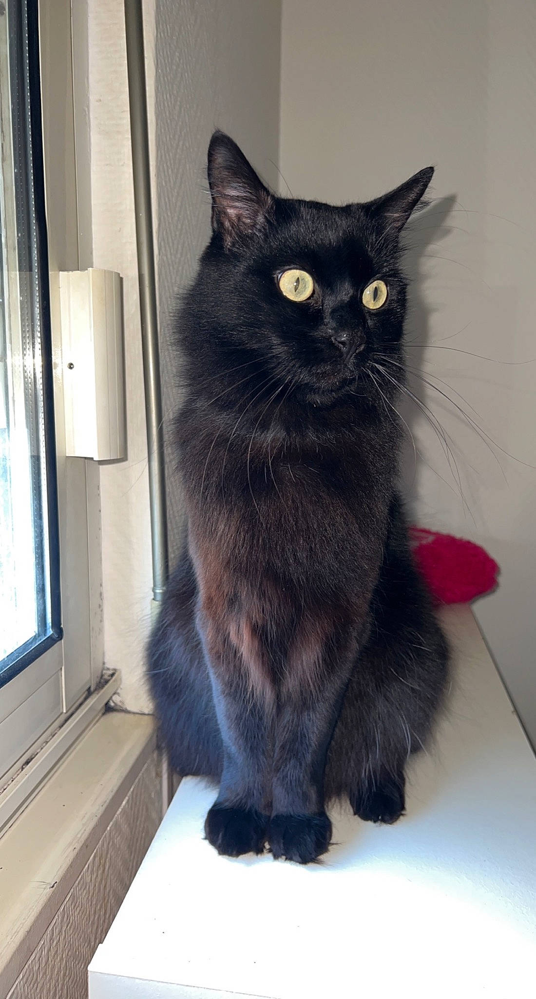 Doudou a rejoint le concours — aidez-le/la à gagner de superbes lots ! black_cat, bombay, box, carnivore, cat, cat_furniture, chartreux, claw, domestic_short_haired_cat, felidae, flooring, fur, grey, paw, small_to_medium_sized_cats, snout, tail, whiskers, window, window_blind