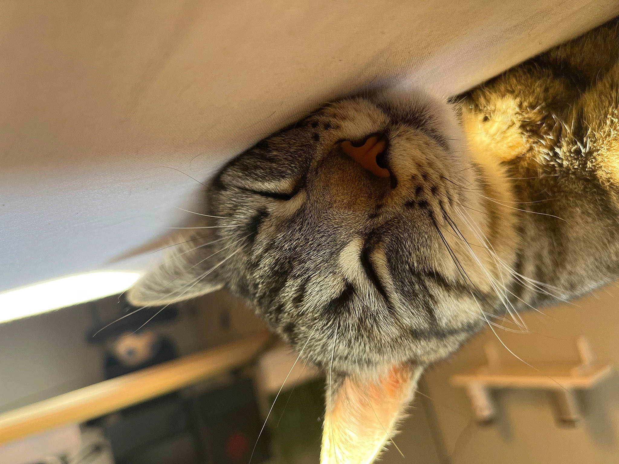 Hawa a rejoint le concours — aidez-le/la à gagner de superbes lots ! carnivore, cat, claw, comfort, domestic_short_haired_cat, eye, felidae, fur, nap, paw, room, sleep, small_to_medium_sized_cats, tail, terrestrial_animal, whiskers, wildlife, wood