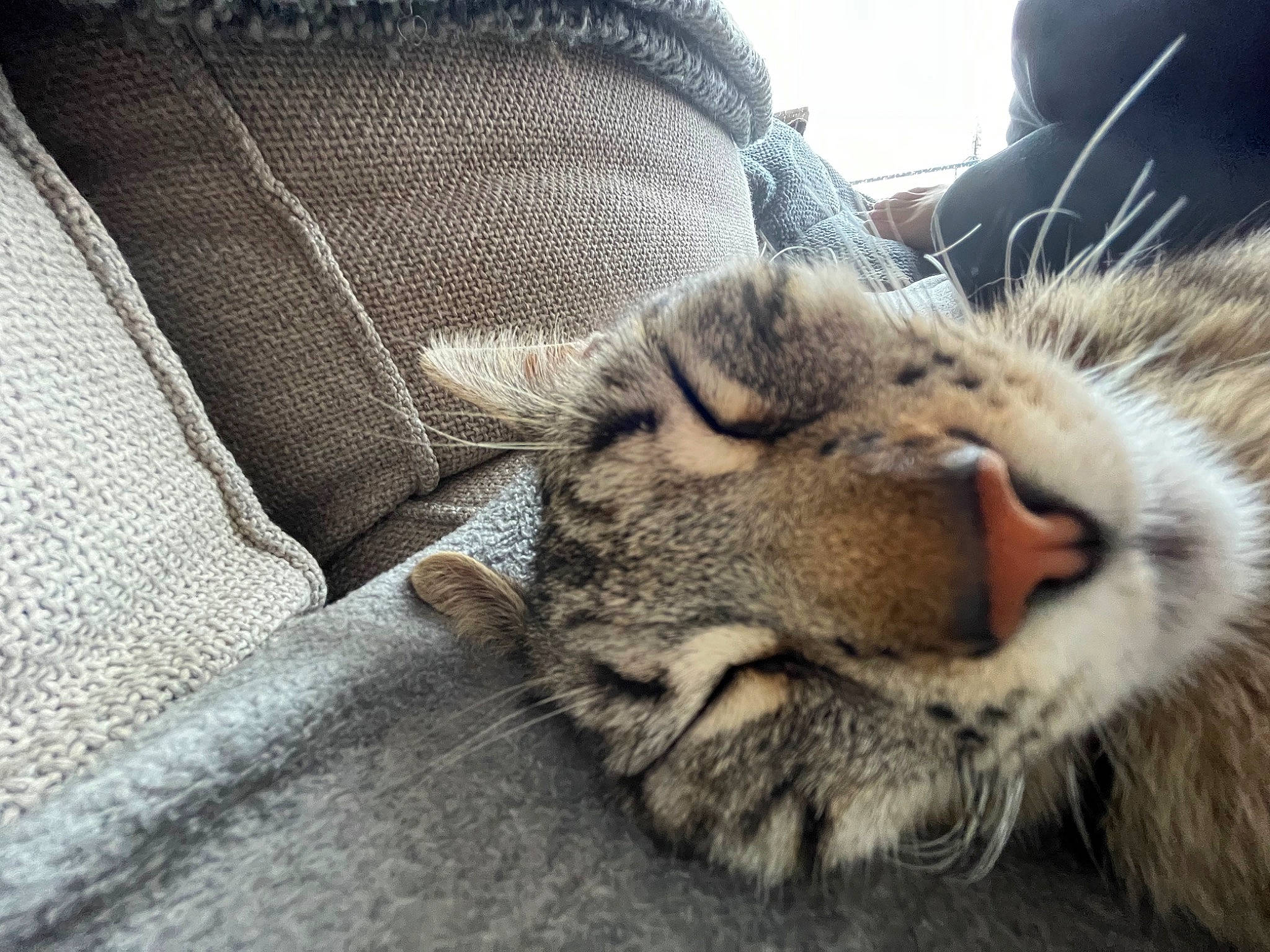 Hawa a rejoint le concours — aidez-le/la à gagner de superbes lots ! carnivore, cat, comfort, couch, domestic_short_haired_cat, felidae, fur, grey, nap, natural_material, paw, sleep, small_to_medium_sized_cats, snout, tail, terrestrial_animal, textile, vertebrate, whiskers, wildlife