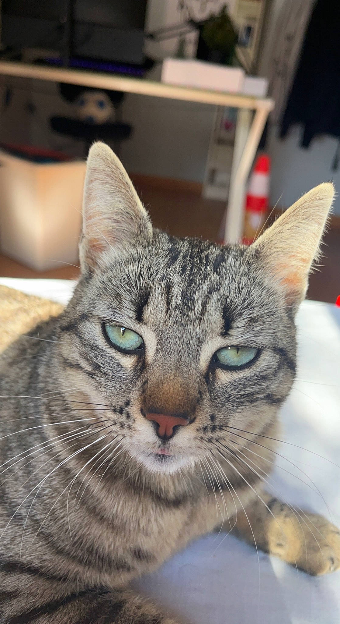 Hawa participe au concours pour gagner de l'argent avec cette photo : carnivore, cat, computer_keyboard, domestic_short_haired_cat, felidae, fur, mammal, small_to_medium_sized_cats, snout, terrestrial_animal, tree, vertebrate, whiskers, wildlife, window