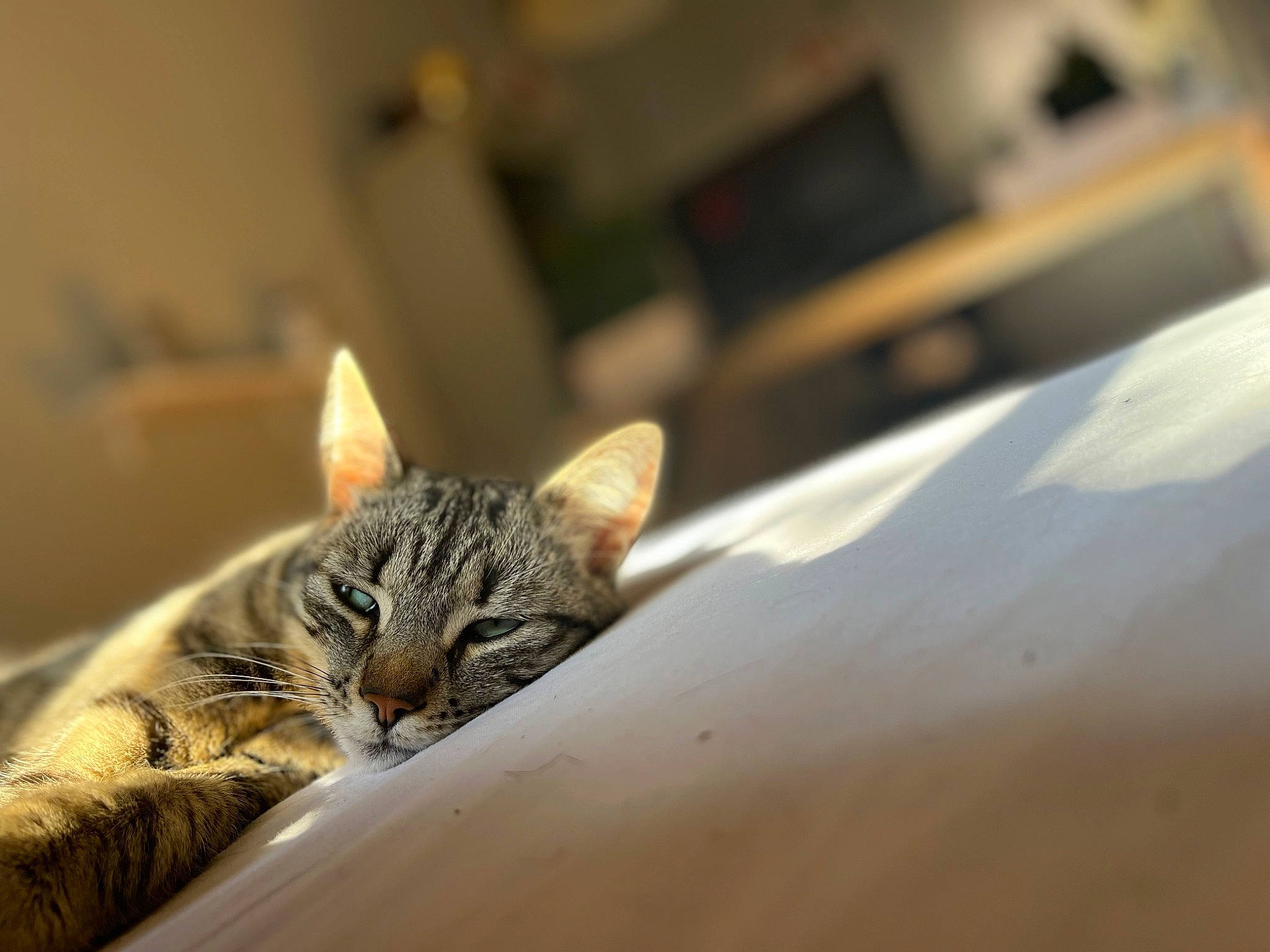 Hawa participe au concours pour gagner de l'argent avec cette photo : carnivore, cat, claw, comfort, domestic_short_haired_cat, felidae, flooring, fur, hardwood, paw, room, small_to_medium_sized_cats, terrestrial_animal, whiskers, wood