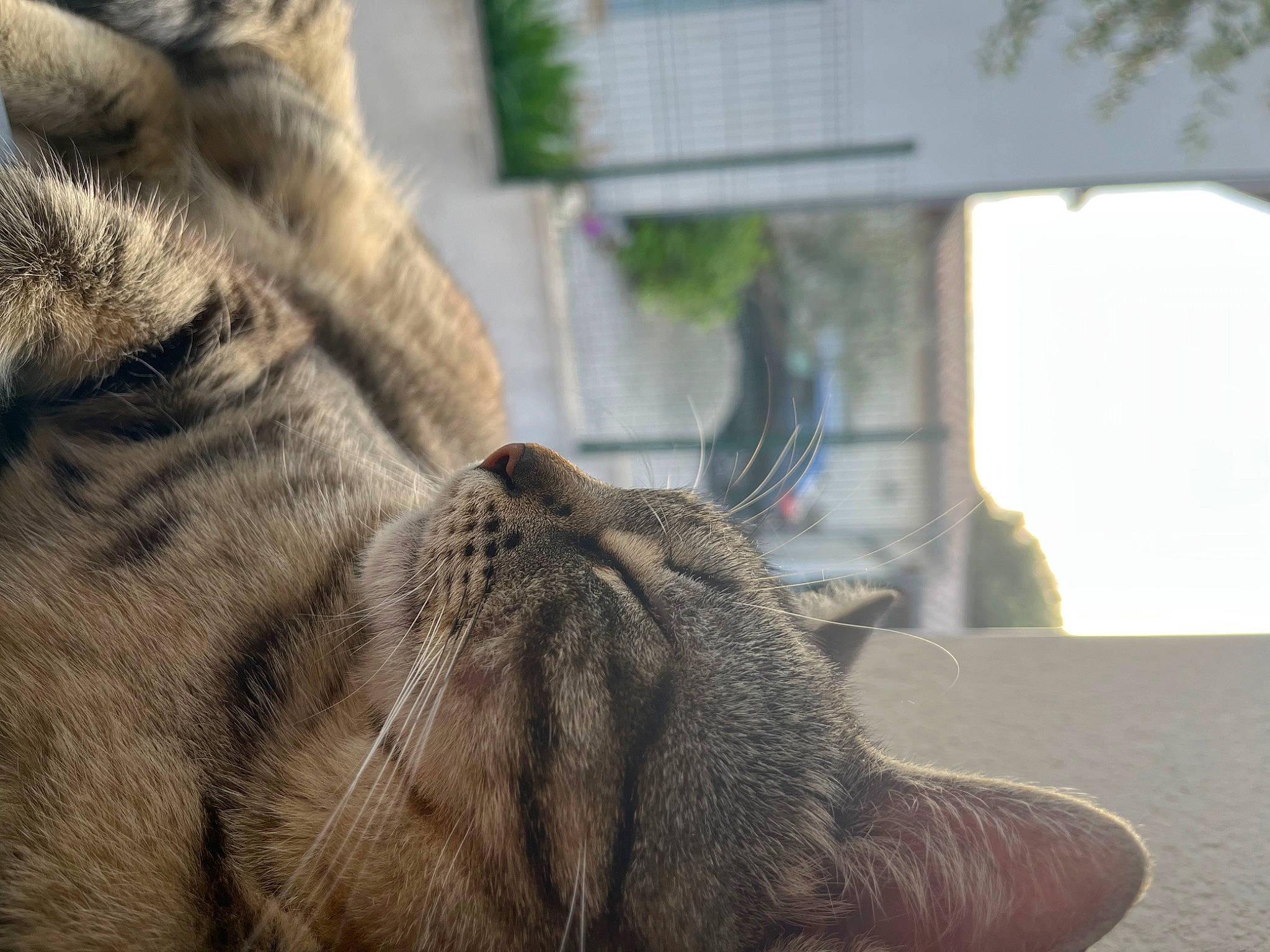 Hawa a rejoint le concours — aidez-le/la à gagner de superbes lots ! carnivore, cat, claw, comfort, domestic_short_haired_cat, fawn, felidae, flooring, fur, grey, human_leg, paw, small_to_medium_sized_cats, tail, terrestrial_animal, textile, whiskers, window, wood, wrinkle