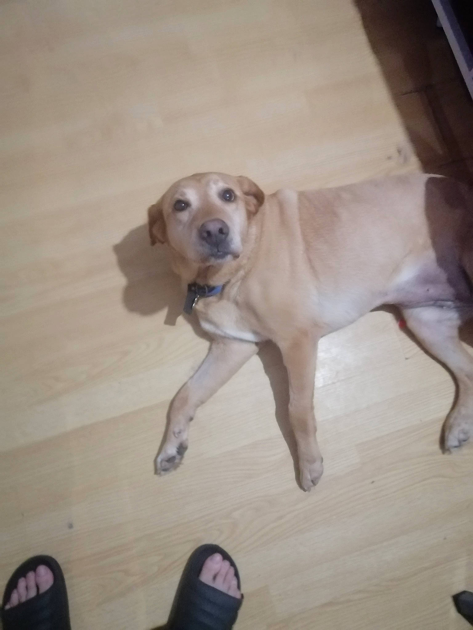 Mirabelle a rejoint le concours — aidez-le/la à gagner de superbes lots ! carnivore, collar, companion_dog, dog, dog_breed, dog_collar, dog_supply, fawn, floor, flooring, foot, gun_dog, hardwood, pet_supply, retriever, sporting_group, tail, walking_shoe, wood, working_animal