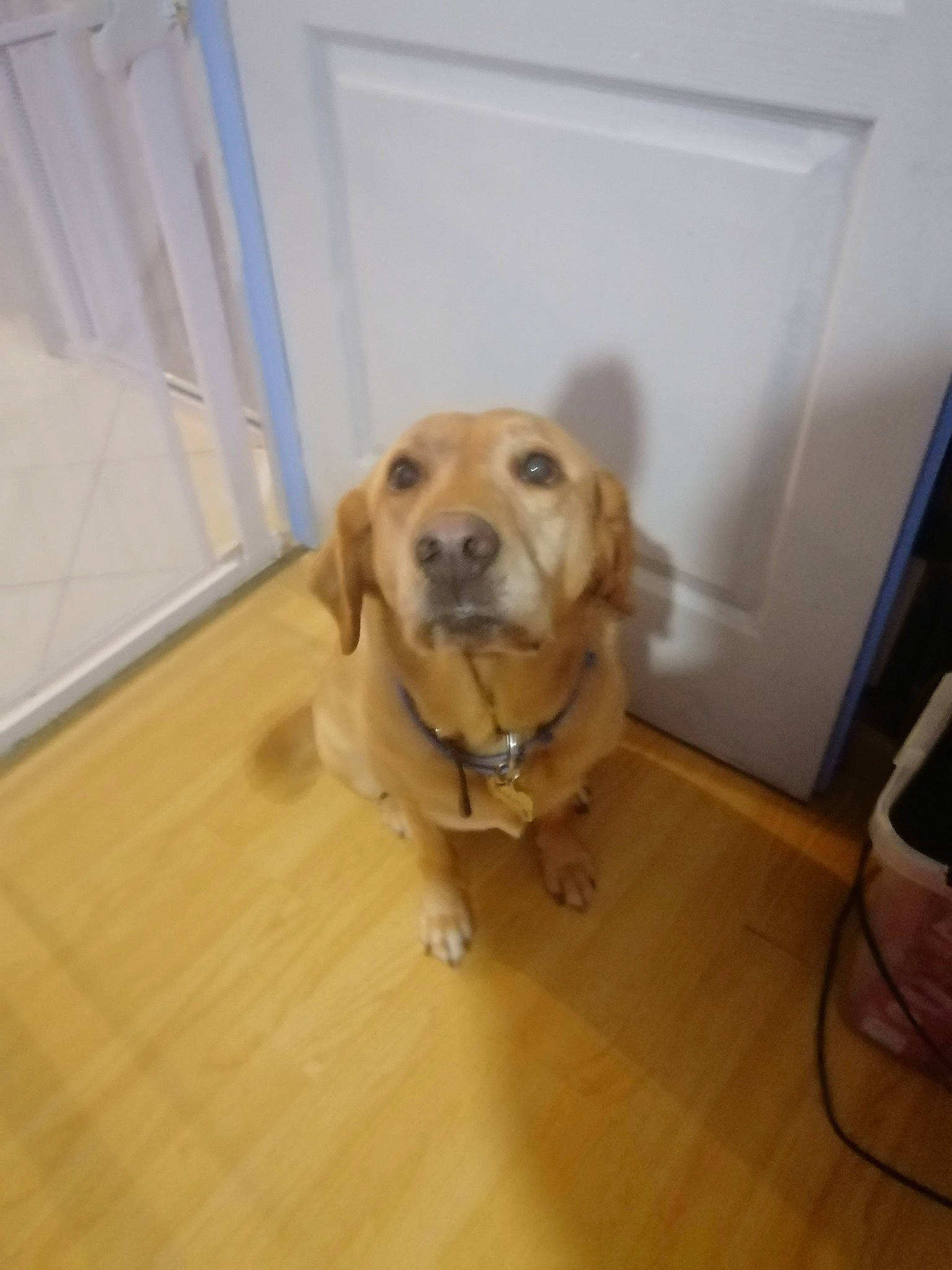 Mirabelle a rejoint le concours — aidez-le/la à gagner de superbes lots ! bag, carnivore, collar, companion_dog, dog, dog_breed, dog_collar, fawn, floor, flooring, hardwood, laminate_flooring, luggage_and_bags, pet_supply, retriever, varnish, wood, wood_flooring, wood_stain, working_animal