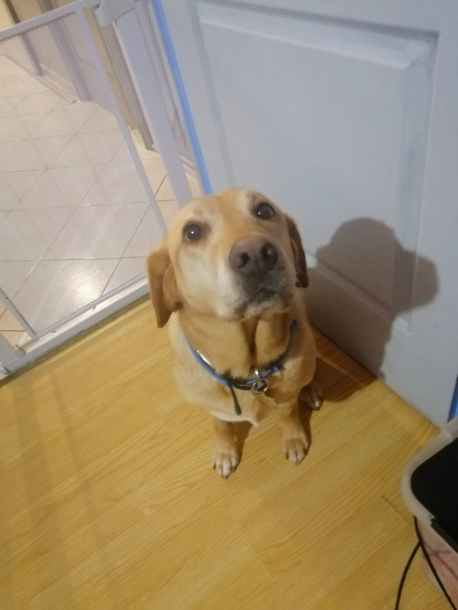 Mirabelle a rejoint le concours — aidez-le/la à gagner de superbes lots ! carnivore, chair, collar, companion_dog, dog, dog_breed, dog_collar, dog_supply, fawn, floor, flooring, hardwood, laminate_flooring, pet_supply, retriever, snout, whiskers, wood, wood_flooring, working_animal