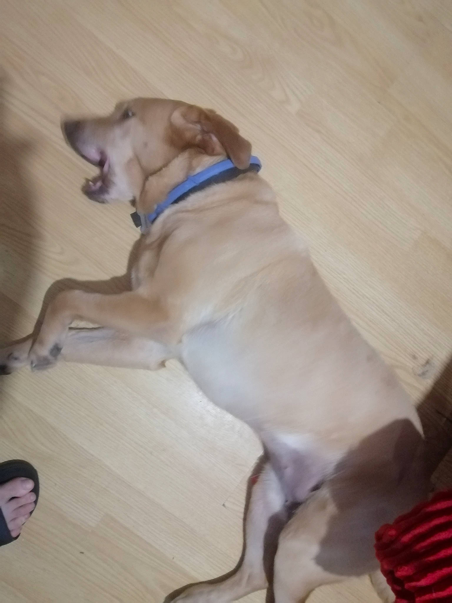 Mirabelle a rejoint le concours — aidez-le/la à gagner de superbes lots ! carnivore, collar, companion_dog, dog, dog_breed, dog_collar, dog_supply, fawn, flooring, gun_dog, hardwood, leash, paw, pet_supply, retriever, snout, tail, whiskers, wood, working_animal