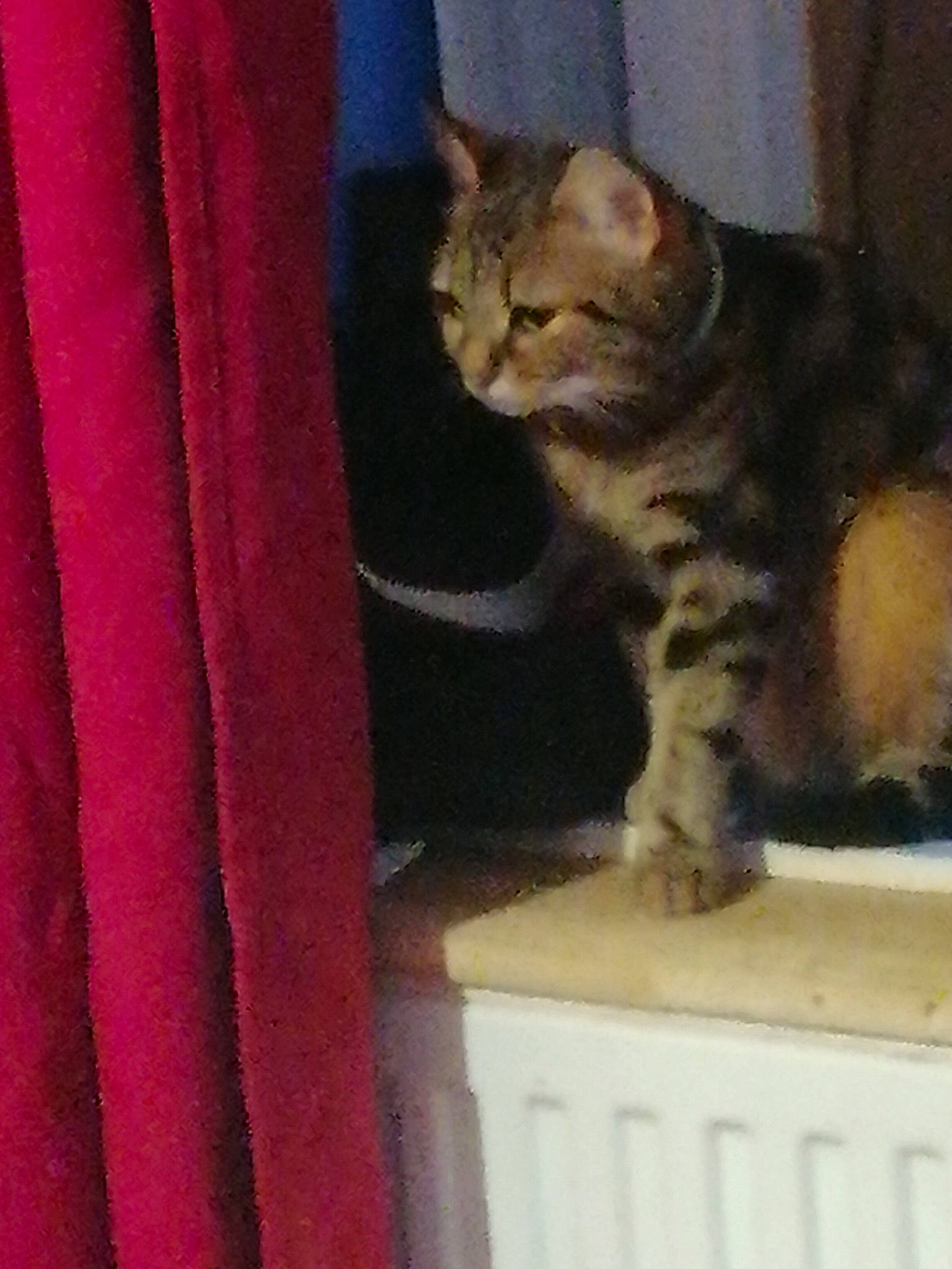 Princesse a rejoint le concours — aidez-le/la à gagner de superbes lots ! carnivore, cat, cat_supply, curtain, domestic_short_haired_cat, door, fawn, felidae, fur, magenta, paw, pet_supply, small_to_medium_sized_cats, snout, square, tail, whiskers, window, wood