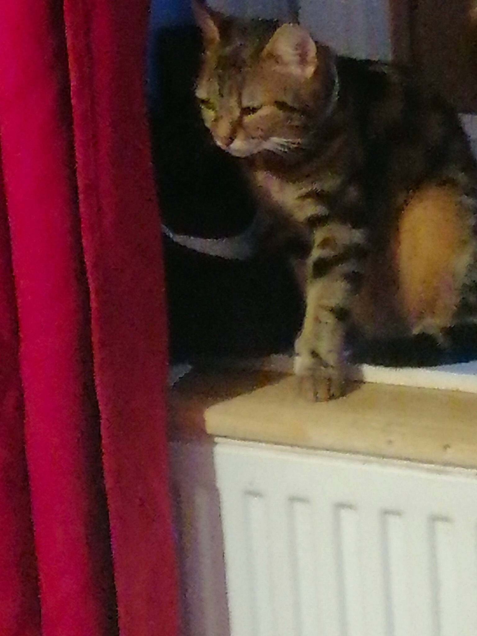 Princesse a rejoint le concours — aidez-le/la à gagner de superbes lots ! carnivore, cat, cat_supply, curtain, domestic_short_haired_cat, door, felidae, fur, magenta, paw, small_to_medium_sized_cats, snout, tail, whiskers, window, wood