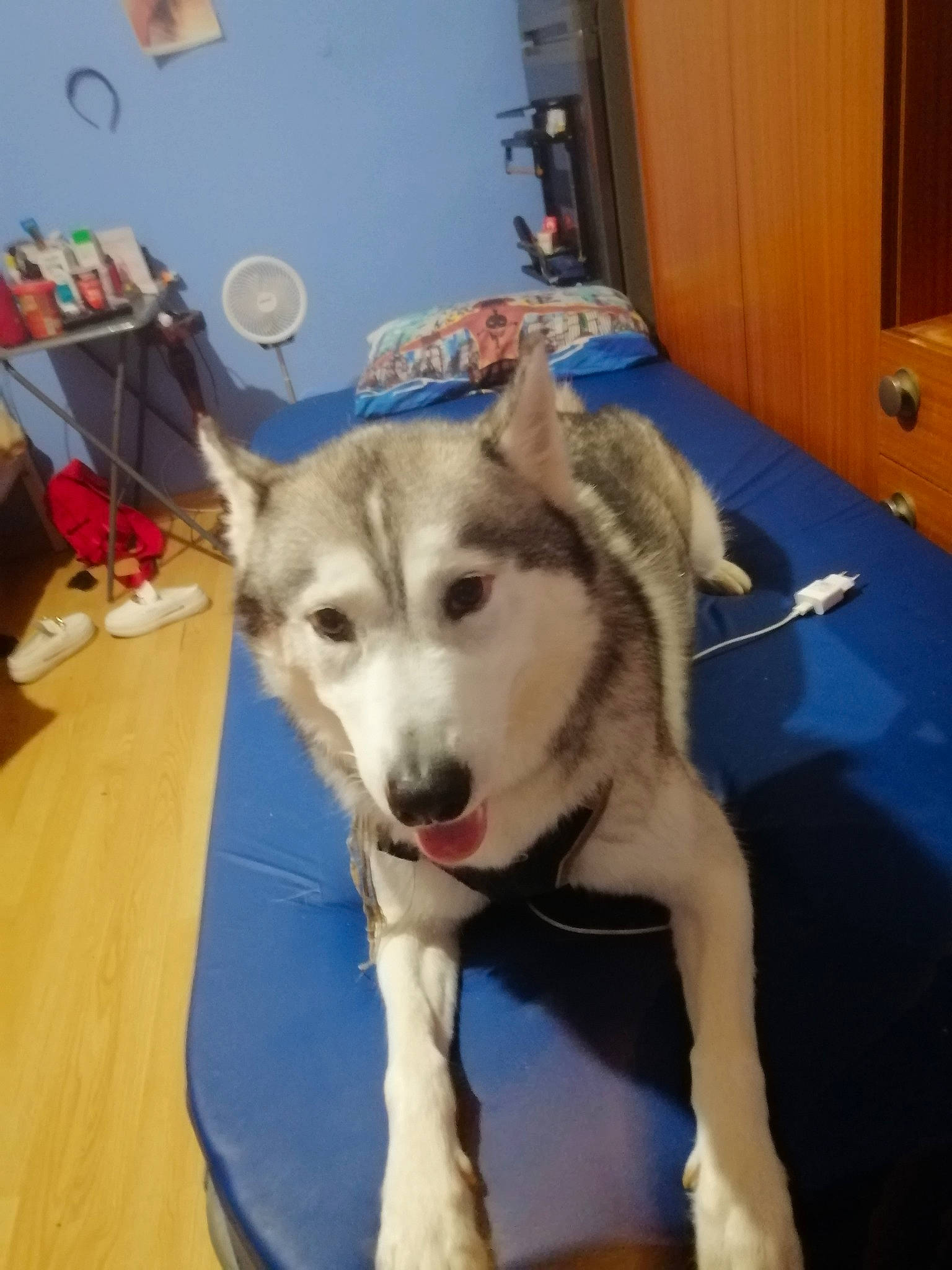 Largot a rejoint le concours — aidez-le/la à gagner de superbes lots ! cabinetry, canidae, canis, carnivore, companion_dog, dog, dog_breed, door, fang, flooring, fur, jaw, non_sporting_group, sled_dog, snout, sporting_group, terrestrial_animal, wood, working_animal, working_dog