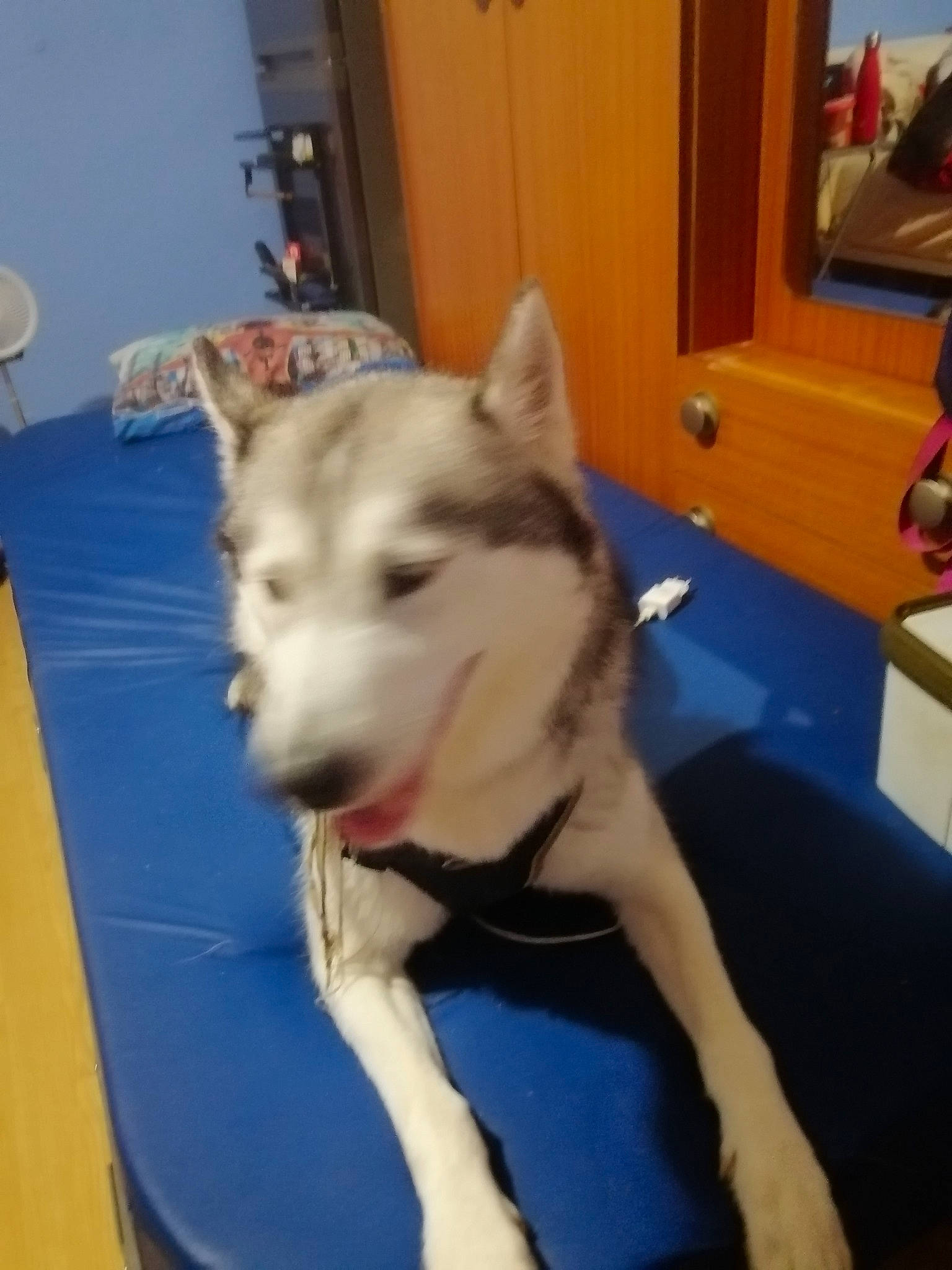 Largot a rejoint le concours — aidez-le/la à gagner de superbes lots ! canidae, canis, carnivore, companion_dog, dog, dog_breed, fawn, flooring, jaw, non_sporting_group, picture_frame, snout, sporting_group, tail, terrestrial_animal, wood, working_animal, working_dog