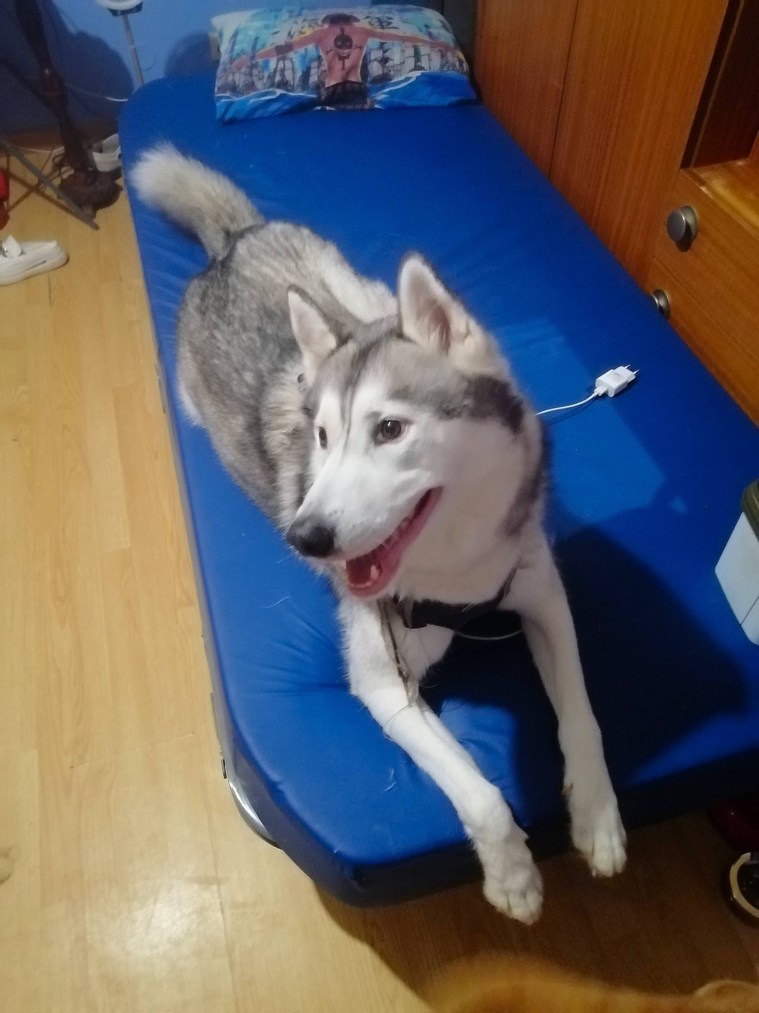 Largot a rejoint le concours — aidez-le/la à gagner de superbes lots ! cabinetry, canidae, carnivore, comfort, companion_dog, dog, dog_breed, door, flooring, fur, hardwood, non_sporting_group, sporting_group, tail, terrestrial_animal, varnish, wood, working_animal, working_dog