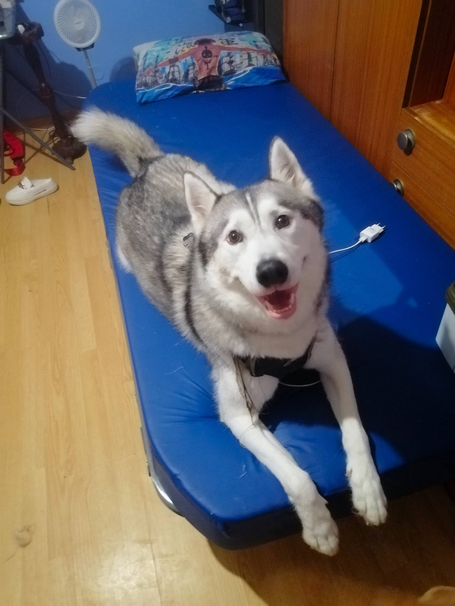 Largot a rejoint le concours — aidez-le/la à gagner de superbes lots ! canidae, carnivore, comfort, companion_dog, dog, dog_breed, dog_supply, electric_blue, flooring, fur, hardwood, paw, recreation, siberian_husky, sled_dog, sporting_group, tail, wood, working_animal, working_dog