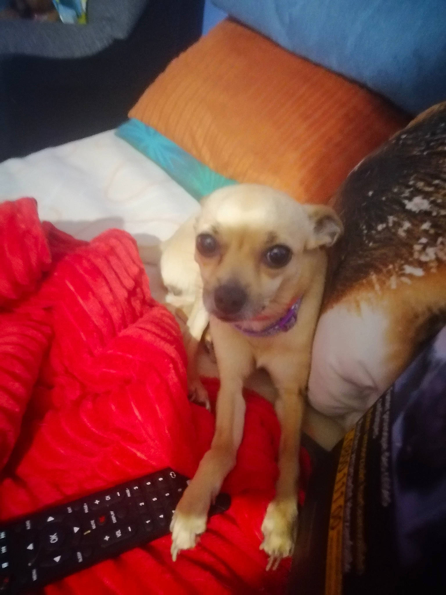 Dolie participe au concours pour gagner de l'argent avec cette photo : canidae, carnivore, chihuahua, comfort, companion_dog, corgi_chihuahua, couch, dog, dog_breed, dog_supply, fawn, fur, linens, non_sporting_group, paw, snout, sporting_group, toy_dog, whiskers, working_animal