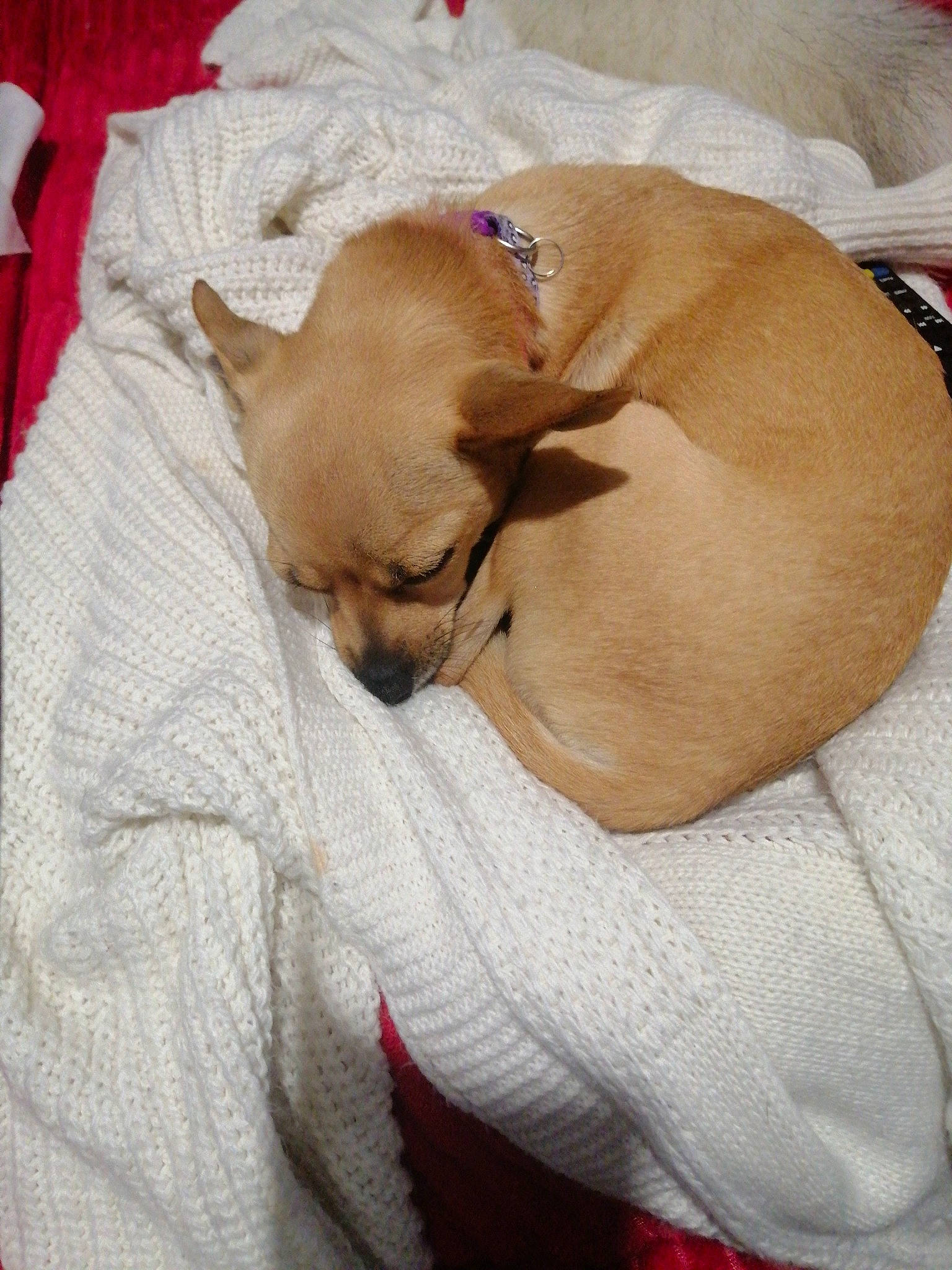 Dolie participe au concours pour gagner de l'argent avec cette photo : bedtime, canidae, carnivore, comfort, companion_dog, dog, dog_bed, dog_breed, dog_supply, duvet, fawn, linens, nap, puppy, sleep, snout, sporting_group, toy_dog, whiskers, working_animal