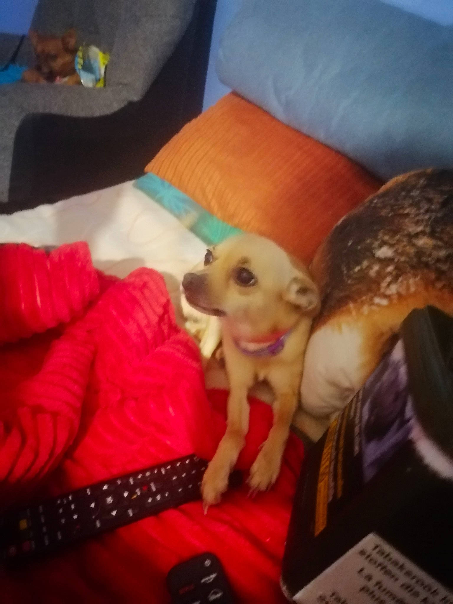 Dolie participe au concours pour gagner de l'argent avec cette photo : bed, canidae, carnivore, comfort, companion_dog, couch, dog, dog_breed, fawn, fun, fur, linens, nap, pillow, room, sporting_group, stuffed_toy, toy, toy_dog, working_animal