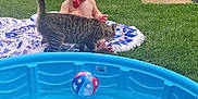 Brooks is registered to the contest to win money with this photo: child, toddler, cat, popsicle, blanket, grass, backyard, pool, beach_ball, toy, summer, outdoor, playing, cute, pet, animal, water, relaxing, sunny, fun