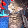 animal, cat, companion, cozy, cute, domestic_cat, fleece_blanket, fur, indoor, kitten, mammal, pet, resting, sleeping, small, soft, striped, tabby, whiskers, young