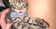 Handsome is registered to the contest to win money with this photo: kitten, cat, tabby, bow_tie, pet, cute, playful, hand, person, leg, blanket, furry, animal, domestic_animal, indoor, resting, young, soft, closeup, cozy