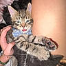 animal, blanket, bow_tie, cat, closeup, cozy, cute, domestic_animal, furry, hand, indoor, kitten, leg, person, pet, playful, resting, soft, tabby, young