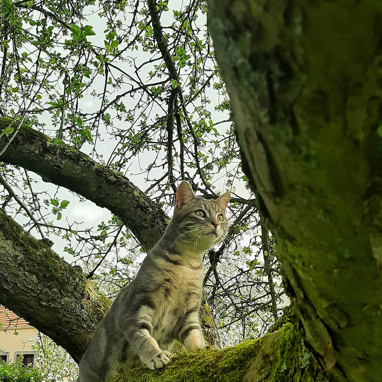 Paulo participe au concours pour gagner de l'argent avec cette photo : abyssinian, animal, cat, grass, green, herbal, jungle, kitten, land, leaf, manx, nature, oak, outdoors, pet, plant, tree, treetrunk, vegetation, woodland