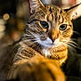 animal, background_blur, cat, close_up, curious, cute, domestic_cat, feline, focus, fur, green_eyes, indoor, mammal, paw, pet, portrait, relaxed, soft_light, tabby, whiskers