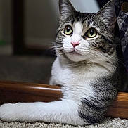 Athena is registered to the contest to win money with this photo: cat, tabby, white_fur, carpet, indoor, pet, animal, fur, whiskers, pink_nose, curious, lounging, closeup, portrait, green_eyes, soft_light, relaxed, domestic, cute, feline