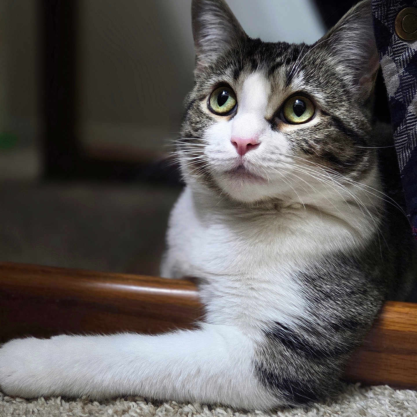 Athena is registered to the contest to win money with this photo: cat, tabby, white_fur, carpet, indoor, pet, animal, fur, whiskers, pink_nose, curious, lounging, closeup, portrait, green_eyes, soft_light, relaxed, domestic, cute, feline