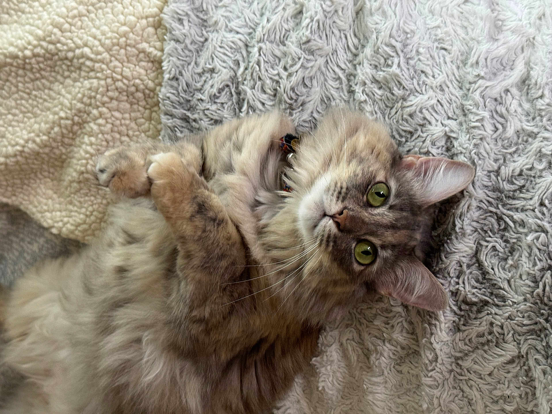 Inka is registered to the contest to win money with this photo: cat, tabby, fluffy, green_eyes, lying_down, blanket, cozy, pet, indoor, fur, whiskers, paws, cute, relaxed, domestic_cat, animal, mammal, closeup, soft, resting