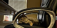 Inka is registered to the contest to win money with this photo: cat, chair, office_chair, indoor, window, blinds, desk, furniture, pet, animal, relaxing, curious, fluffy, black, grey, home_office, cozy, resting, paw, light