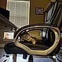 cat, chair, office_chair, indoor, window, blinds, desk, furniture, pet, animal, relaxing, curious, fluffy, black, grey, home_office, cozy, resting, paw, light