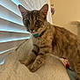Inka is registered to the contest to win money with this photo: cat, tabby, pet, collar, bell, indoor, blanket, window_blinds, curious, animal, feline, fur, whiskers, ears, paws, domestic_cat, closeup, alert, home, soft_texture