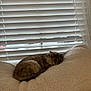 Inka joined the competition — help win amazing prizes! cat, indoor, blanket, window, blinds, cozy, relaxed, fur, pet, animal, resting, soft, cream_color, feline, sleepy, comfortable, home, curtains, daylight, domestic