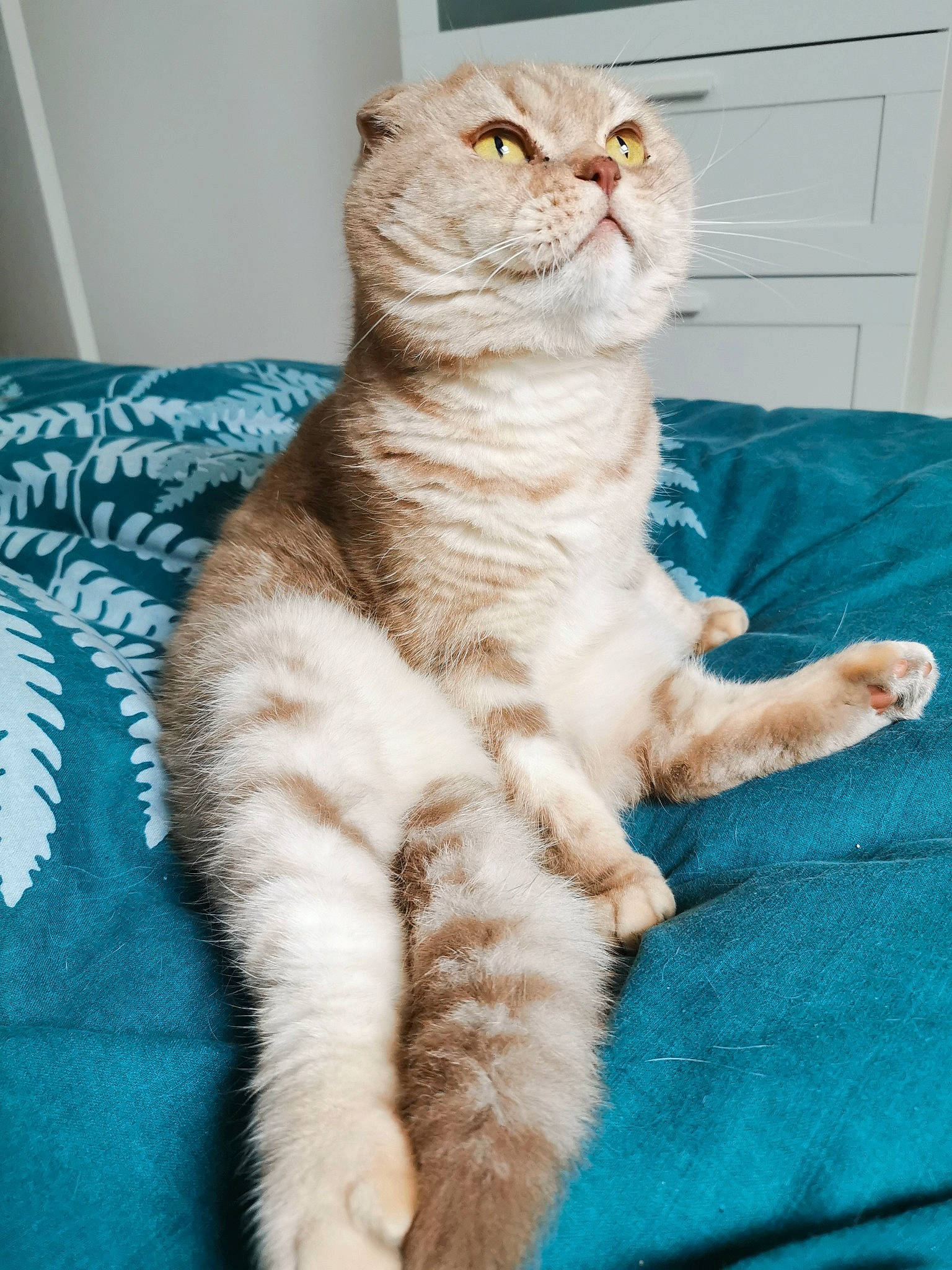 Igor a rejoint le concours — aidez-le/la à gagner de superbes lots ! carnivore, cat, claw, comfort, domestic_short_haired_cat, door, electric_blue, fawn, felidae, foot, fur, gesture, paw, sitting, small_to_medium_sized_cats, snout, tail, terrestrial_animal, whiskers, window