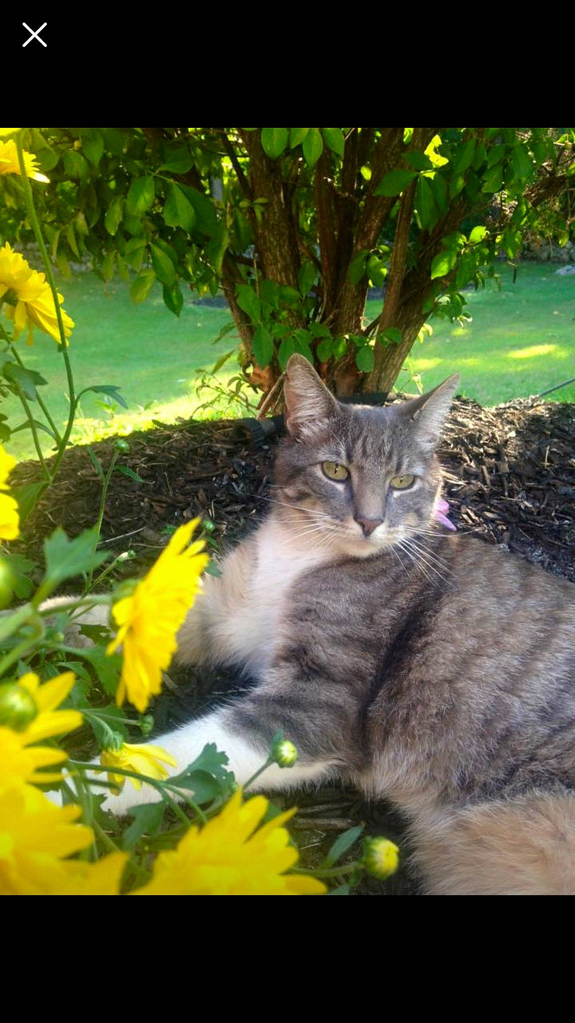 Mickey is registered to the contest to win money with this photo: carnivore, cat, felidae, flower, fur, grass, groundcover, leaf, light, natural_landscape, nature, petal, plant, small_to_medium_sized_cats, snout, tail, terrestrial_animal, tree, vegetation, whiskers