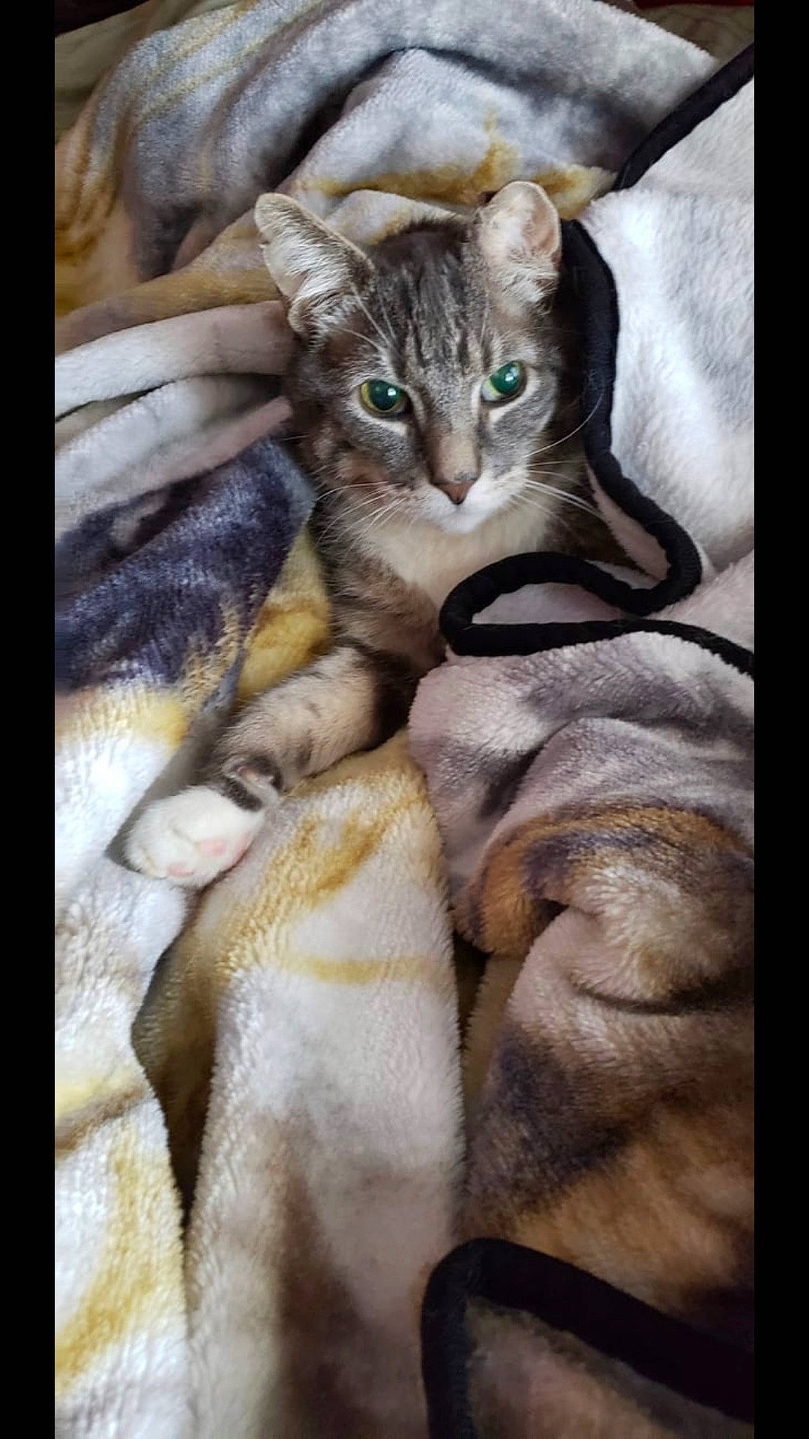 Mickey is registered to the contest to win money with this photo: art, carnivore, cat, claw, domestic_short_haired_cat, fawn, felidae, fur, gesture, organism, paw, photo_caption, small_to_medium_sized_cats, snout, still_life_photography, tail, terrestrial_animal, visual_arts, whiskers, wildlife