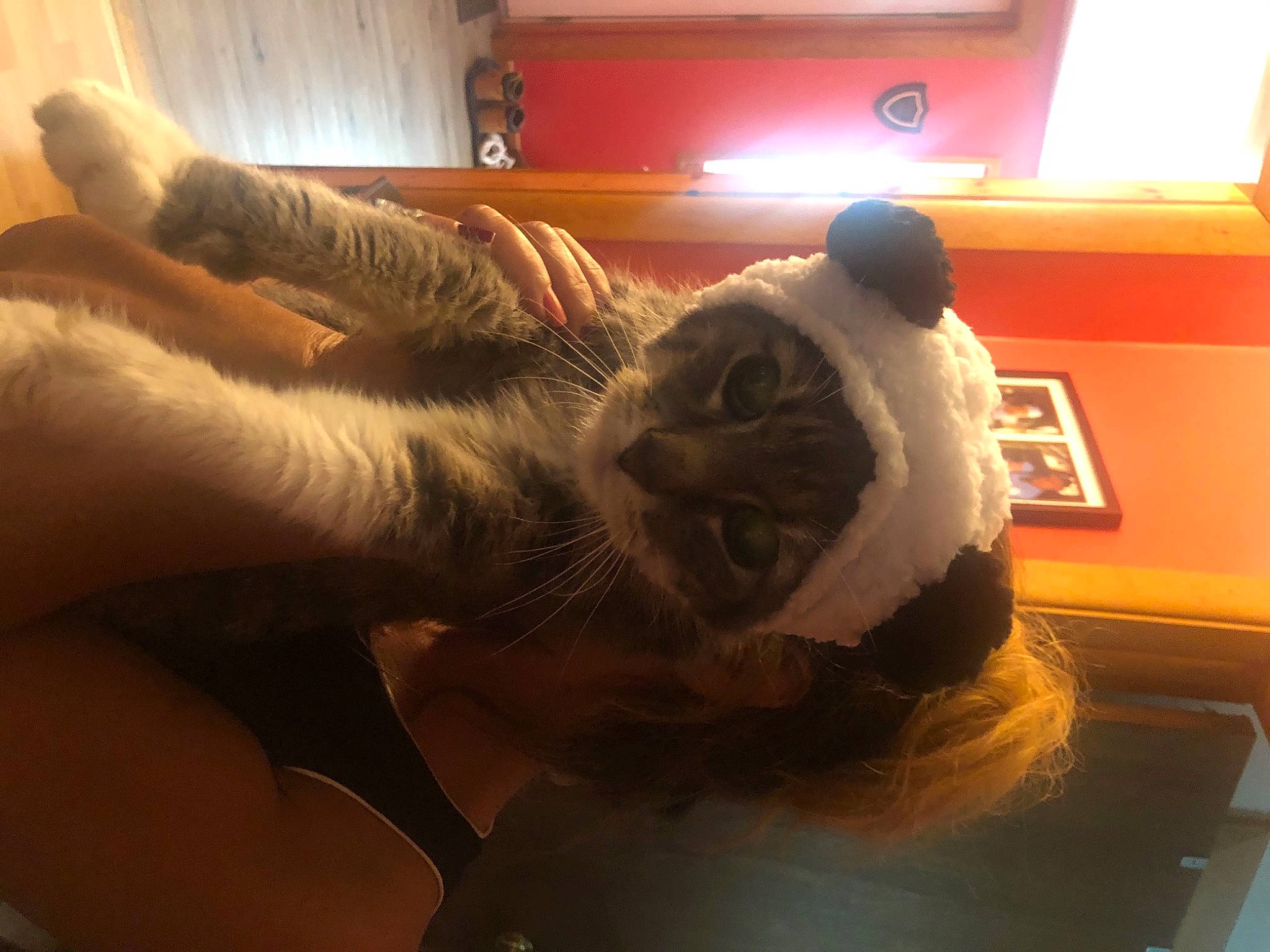 Mickey joined the competition — help win amazing prizes! bed, canidae, carnivore, cat, comfort, companion_dog, couch, dog_breed, fawn, felidae, fur, jaw, paw, small_to_medium_sized_cats, snout, sporting_group, stuffed_toy, tail, toy, whiskers