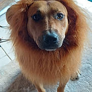 Bradley Cooper is registered to the contest to win money with this photo: dog, indoor, carpet, fur, mane, brown, pet, animal, cute, portrait, face, paws, looking, standing, furry, closeup, mammal, canine, domestic, lion_costume