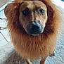 dog, indoor, carpet, fur, mane, brown, pet, animal, cute, portrait, face, paws, looking, standing, furry, closeup, mammal, canine, domestic, lion_costume